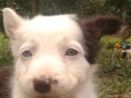 border-collie-small-0