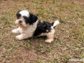 shih-tzu-small-0