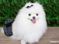 lulu-da-pomerania-small-0