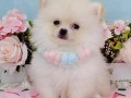 lulu-da-pomerania-small-2
