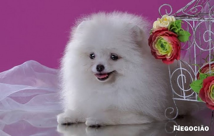 lulu-da-pomerania-big-1