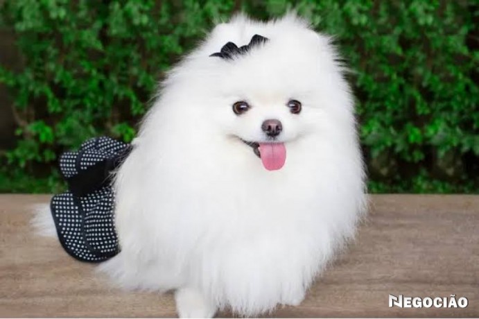 lulu-da-pomerania-big-0