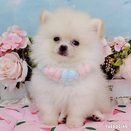 lulu-da-pomerania-big-2