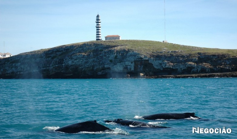 mergulho-em-abrolhos-big-2